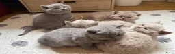 British Shorthair cats for sale: Adorable British Shorthair Kittens  in Coventry - Advert 11