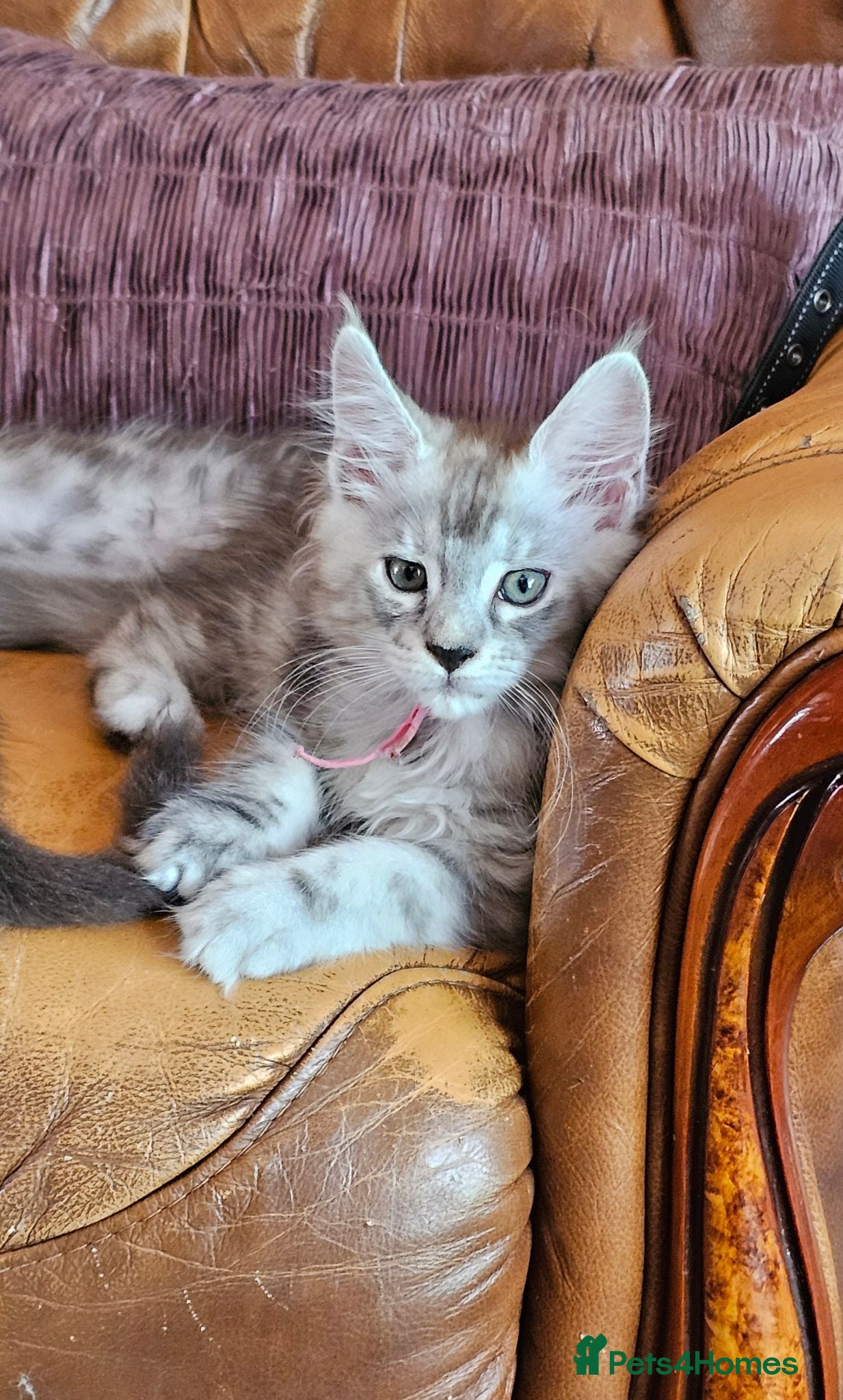 Maine Coon cats Stunning Mainecoon kittens  - Advert 16