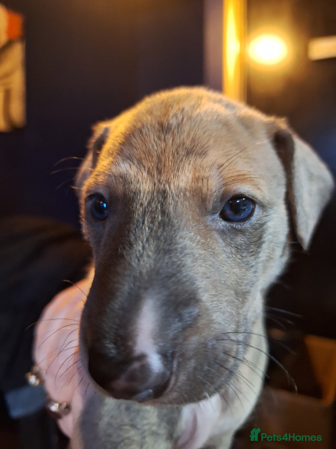 Lurcher dogs for sale: Really Now saluki Lurcher  - Advert 10