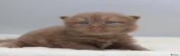 British Shorthair cats for sale: PEDIGREE BRITISH SHORTHAIR KITTENS - Advert 3