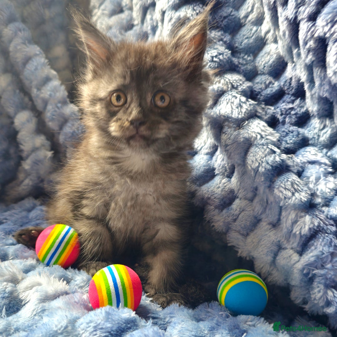 Maine Coon cats for sale: *PRICE DROP* ONLY 1 GIRL LEFT!!! *READY NOW* GCCF! in Alfreton - Image 11
