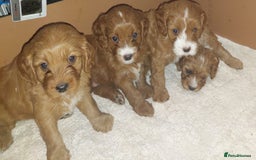 Cavapoo dogs for sale: CAVAPOO F1 puppies  - Image 8