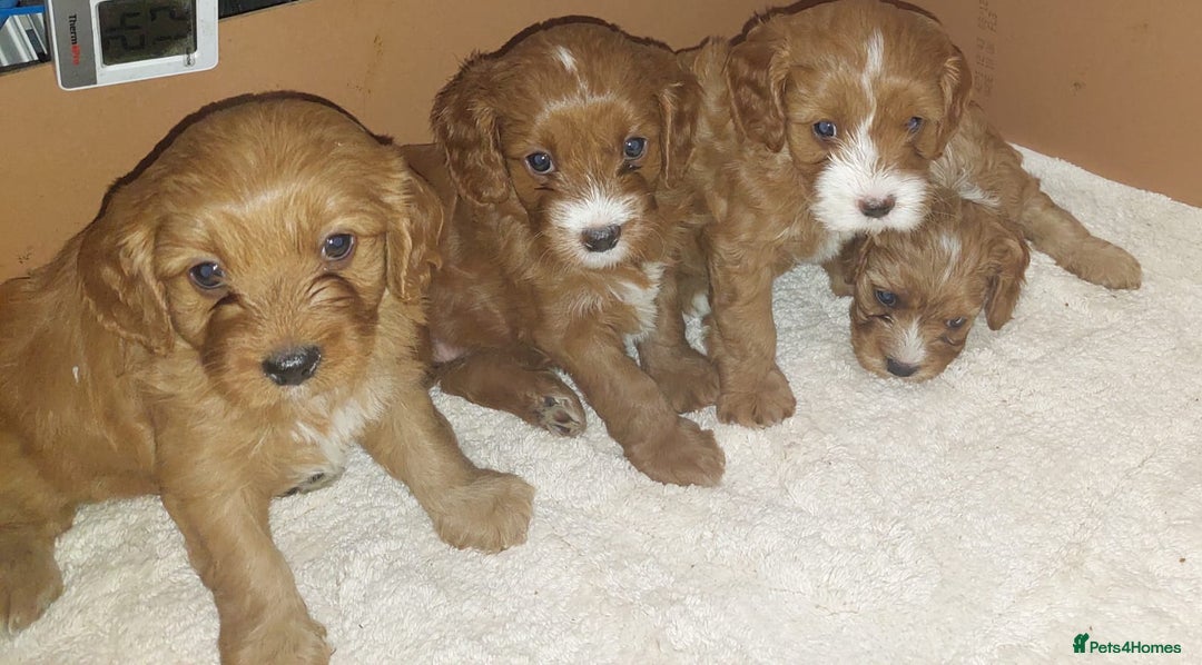Cavapoo dogs for sale: CAVAPOO F1 puppies  - Image 8