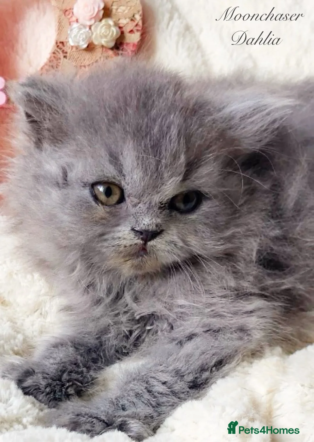 British Longhair cats for sale: Lovely Blue British Longhair girl - Registered - Advert 2