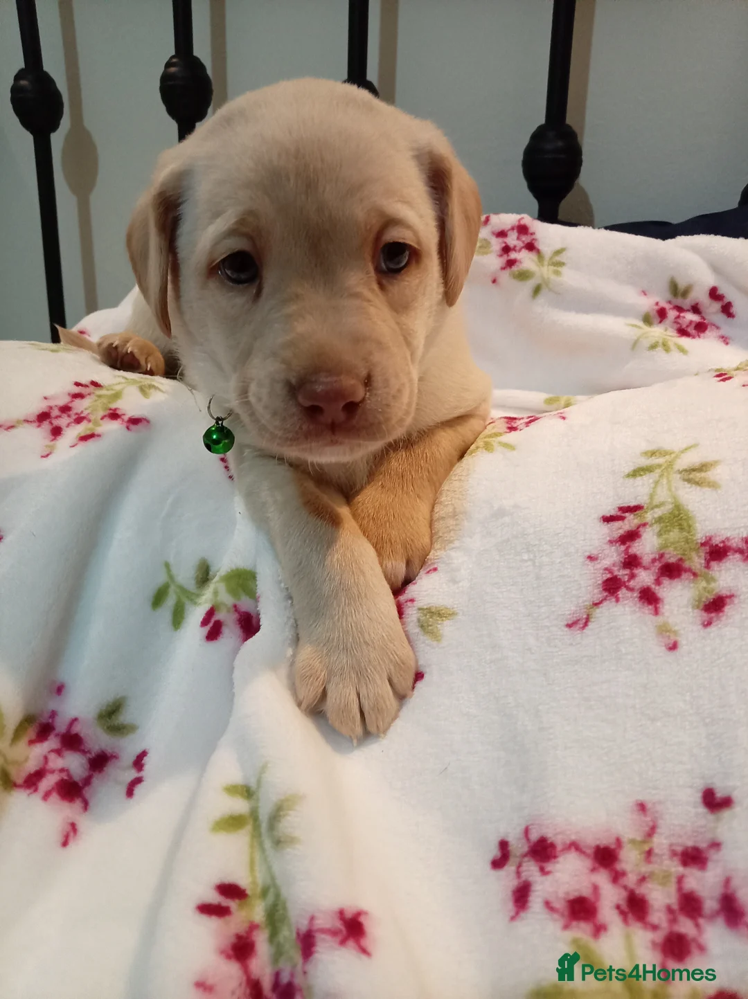 Labrador Retriever dogs for sale: 8 stunning Labrador puppies - Advert 1