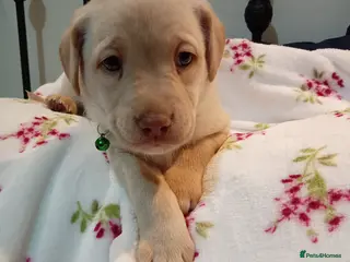 Labrador Retriever dogs 8 stunning Labrador puppies - Advert 4