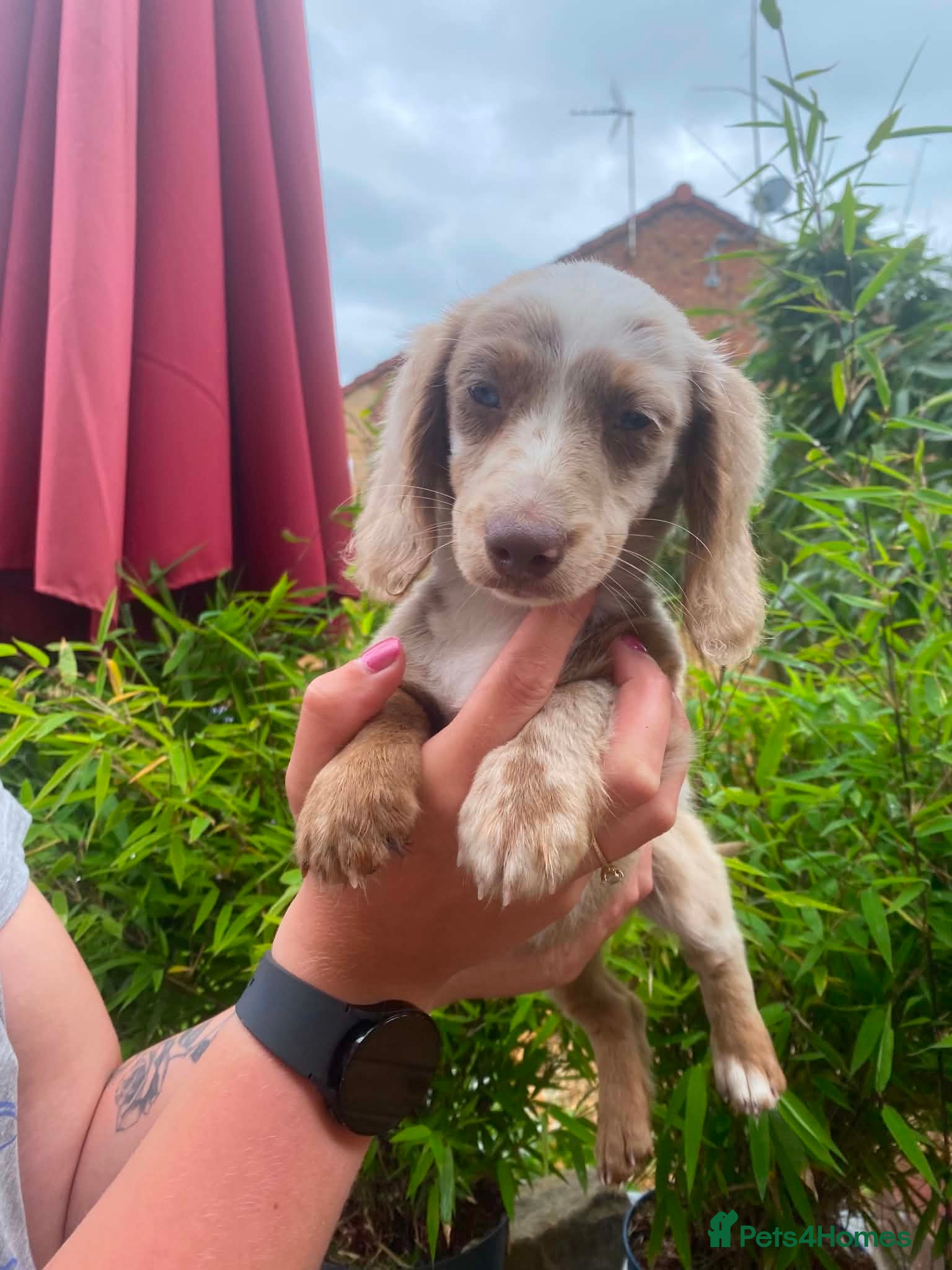 Miniature Dachshund dogs Beautiful KC Long Haired Miniature Dachshund  - Advert 1