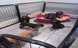 Cocker Spaniel dogs for sale: Working cocker spaniels puppies kc reg - Image 9