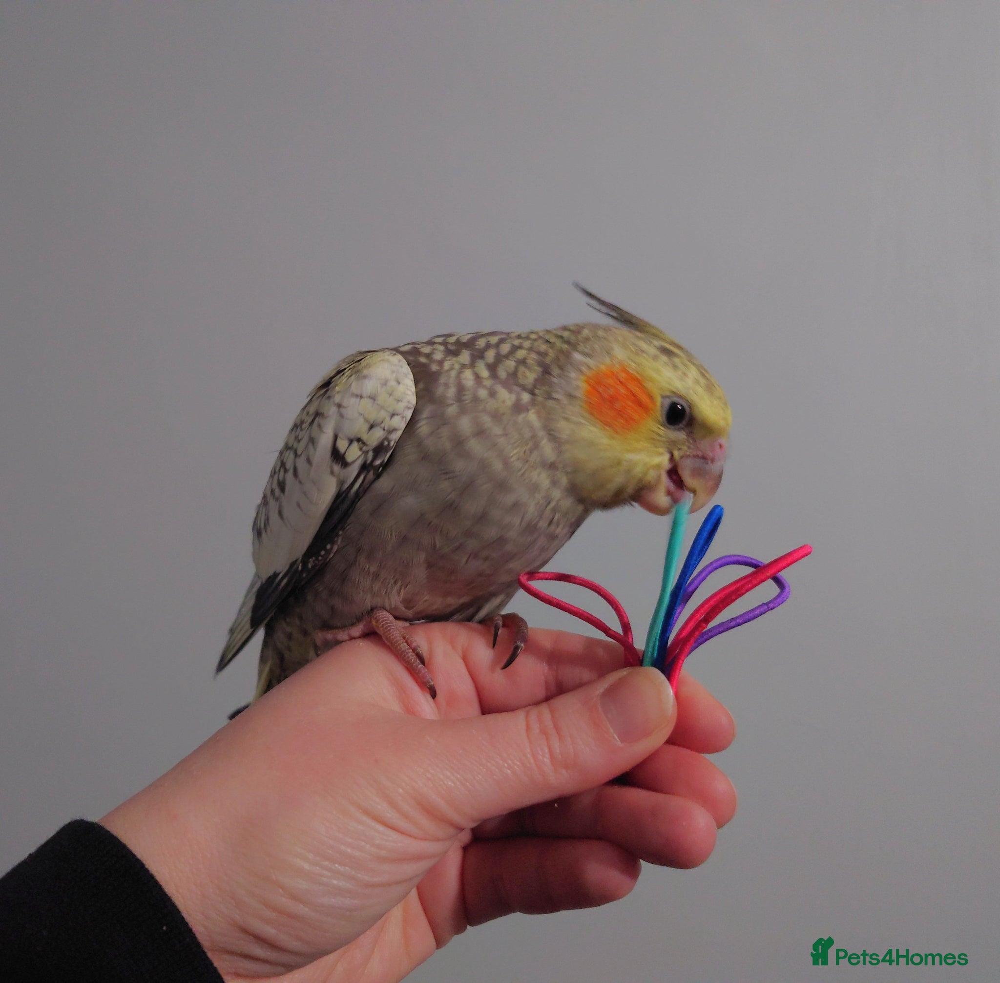 Cockatiels birds Hand reread silly tame DNA sexed baby cockatiels  - Advert 1