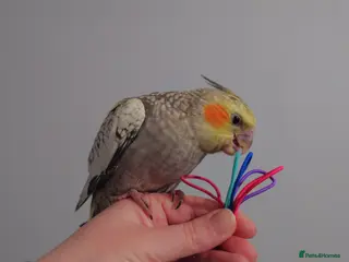 Cockatiels birds Hand reread silly tame DNA sexed baby cockatiels - Advert 15