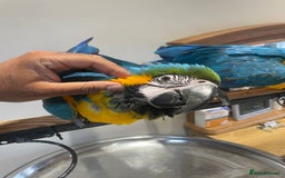 Macaws birds for sale: Ready Baby HandReared Super Tame Blue & Gold Macaw - Image 12