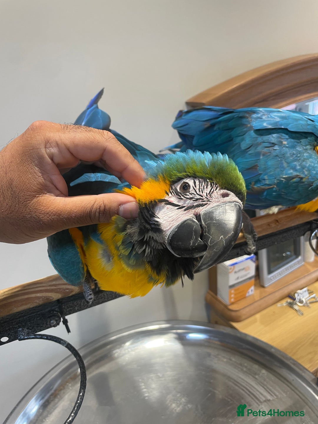 Macaws birds for sale: Ready Baby HandReared Super Tame Blue & Gold Macaw - Image 12