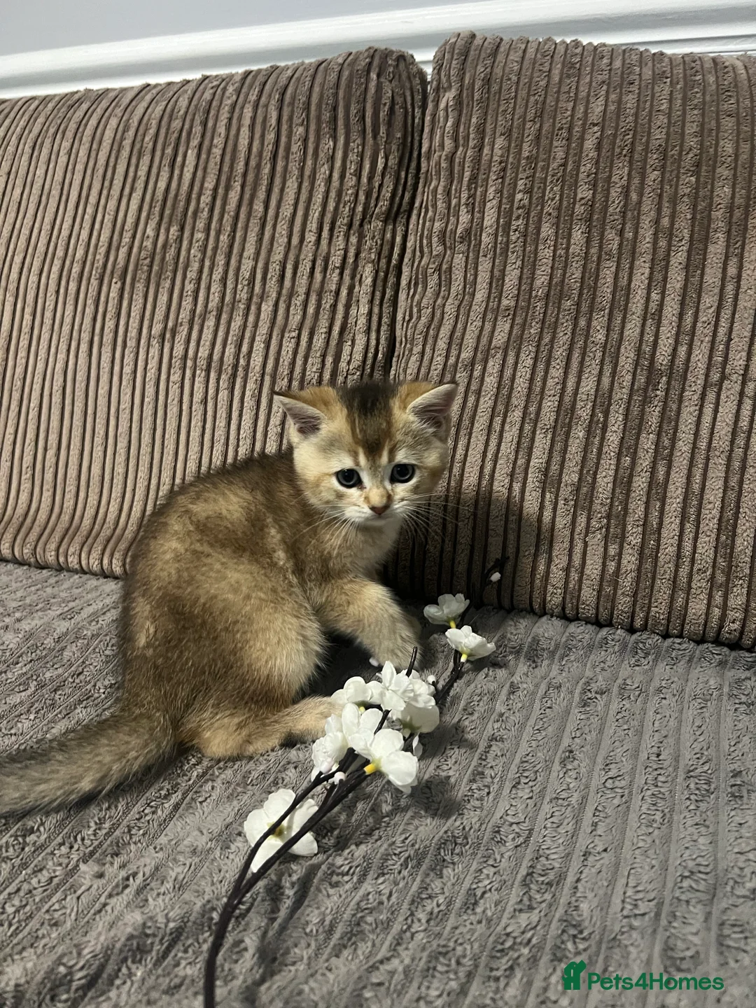 British Shorthair cats for sale: 4 British shorthairs for sale - Advert 28