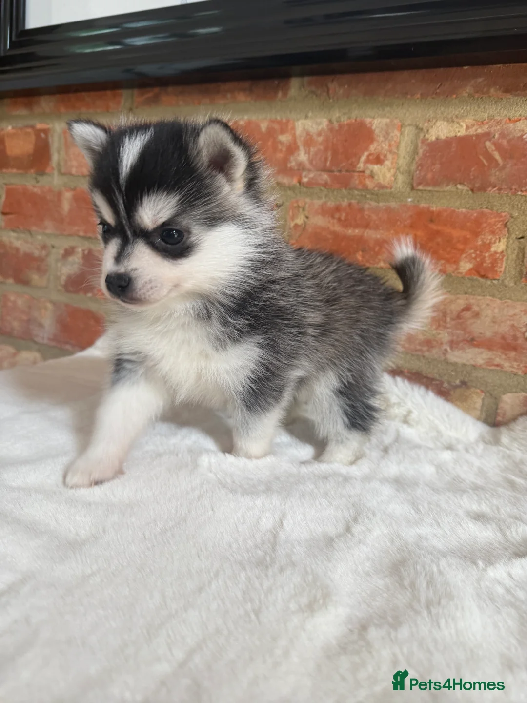 Pomsky dogs for stud: Pingu Jnr Stunning Husky marked Toy Pomsky Stud  in Romford - Advert 9