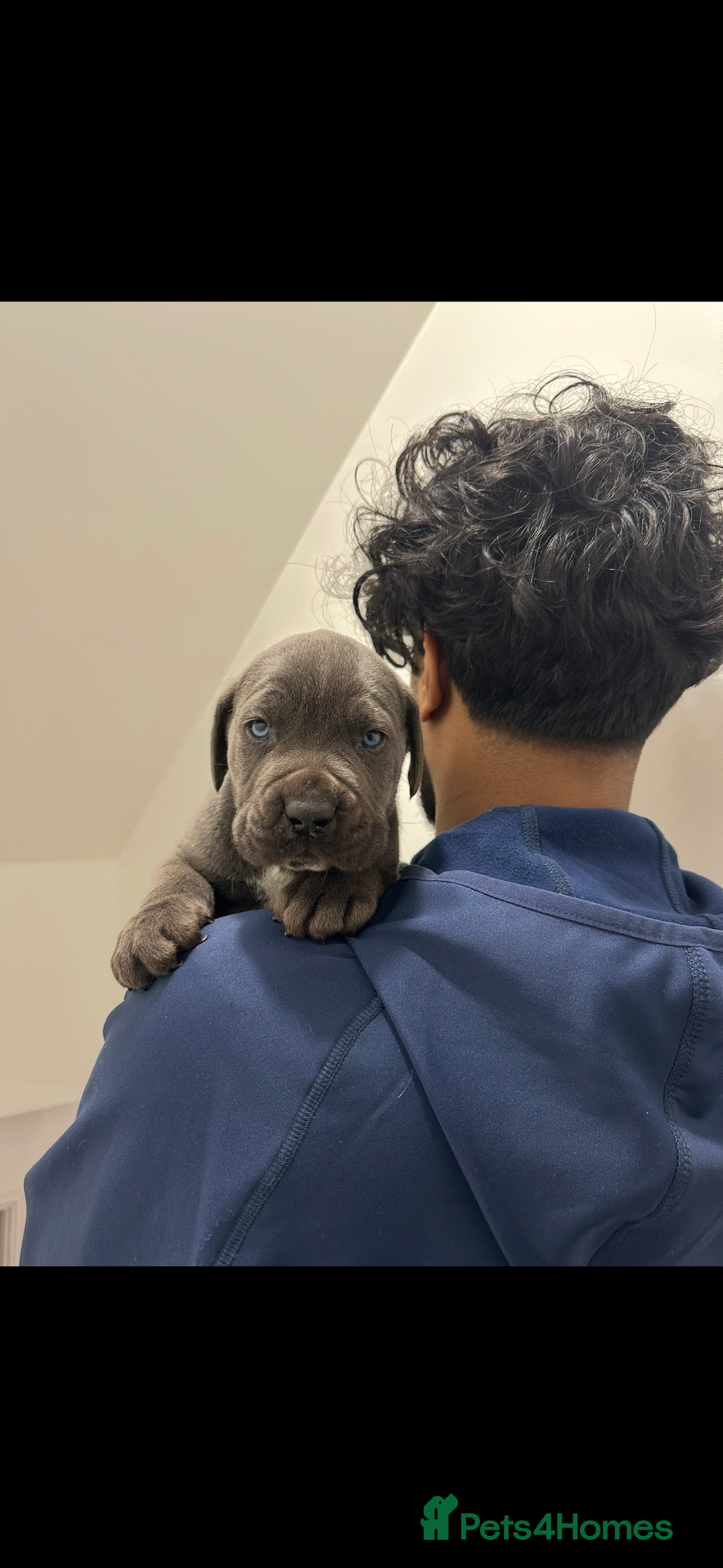 Cane Corso dogs for sale: Top Bloodline Cane Corsos - Advert 5