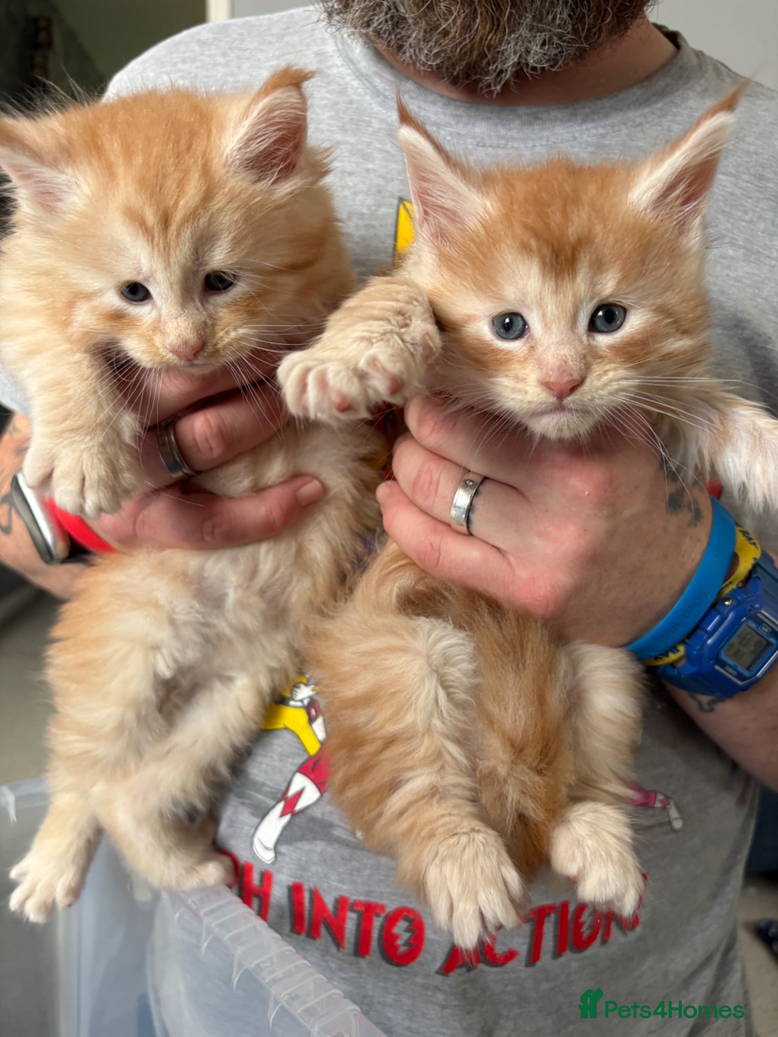 Maine Coon cats Gorgeous red Maincoon boy left  - Advert 17