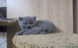 British Shorthair cats for sale: Pure british  shorthair  kittens  - Image 36