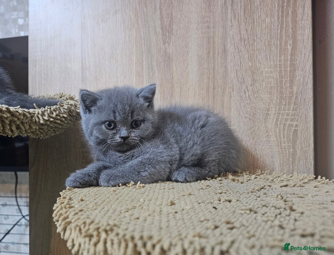 British Shorthair cats for sale: Pure british  shorthair  kittens  - Image 36