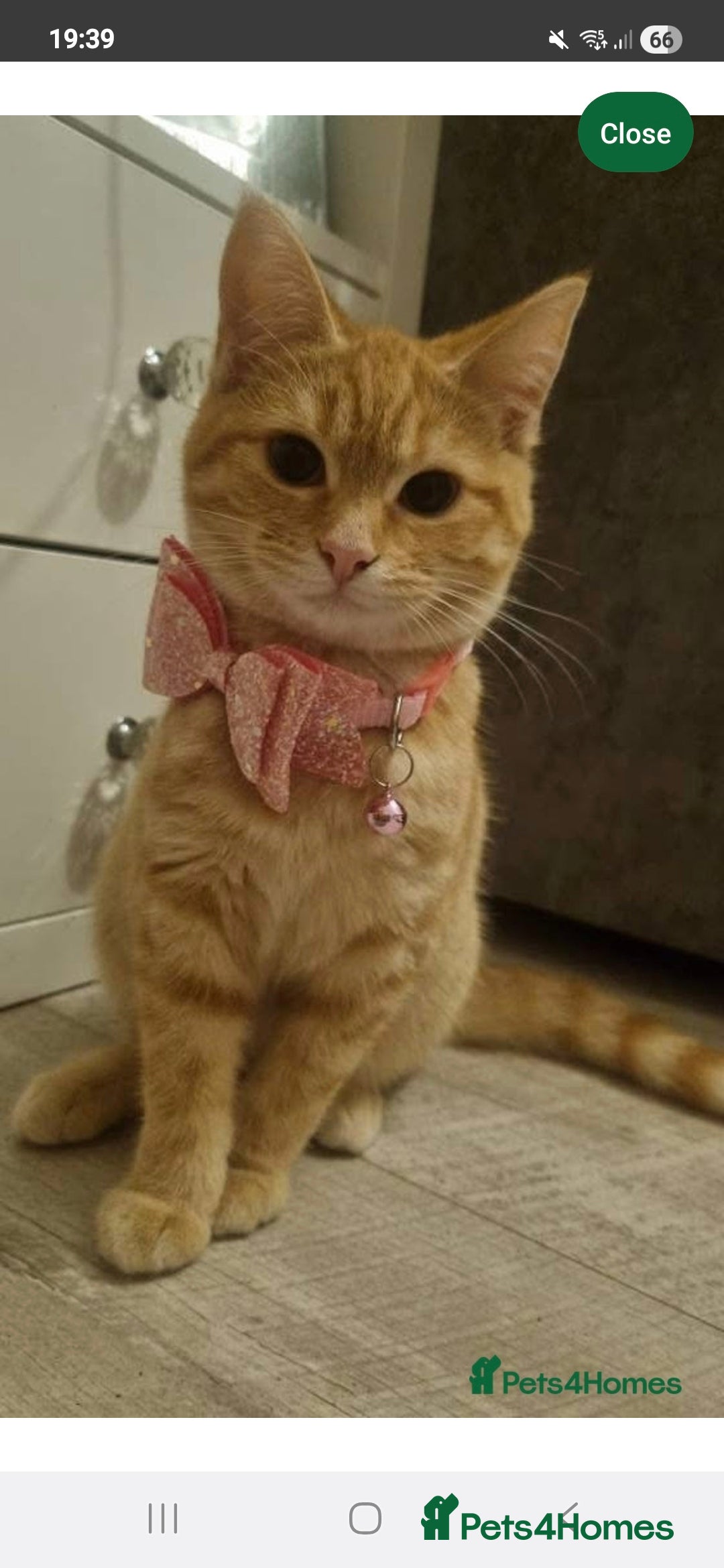 Domestic Shorthair cats for sale: Cindy - Advert 4