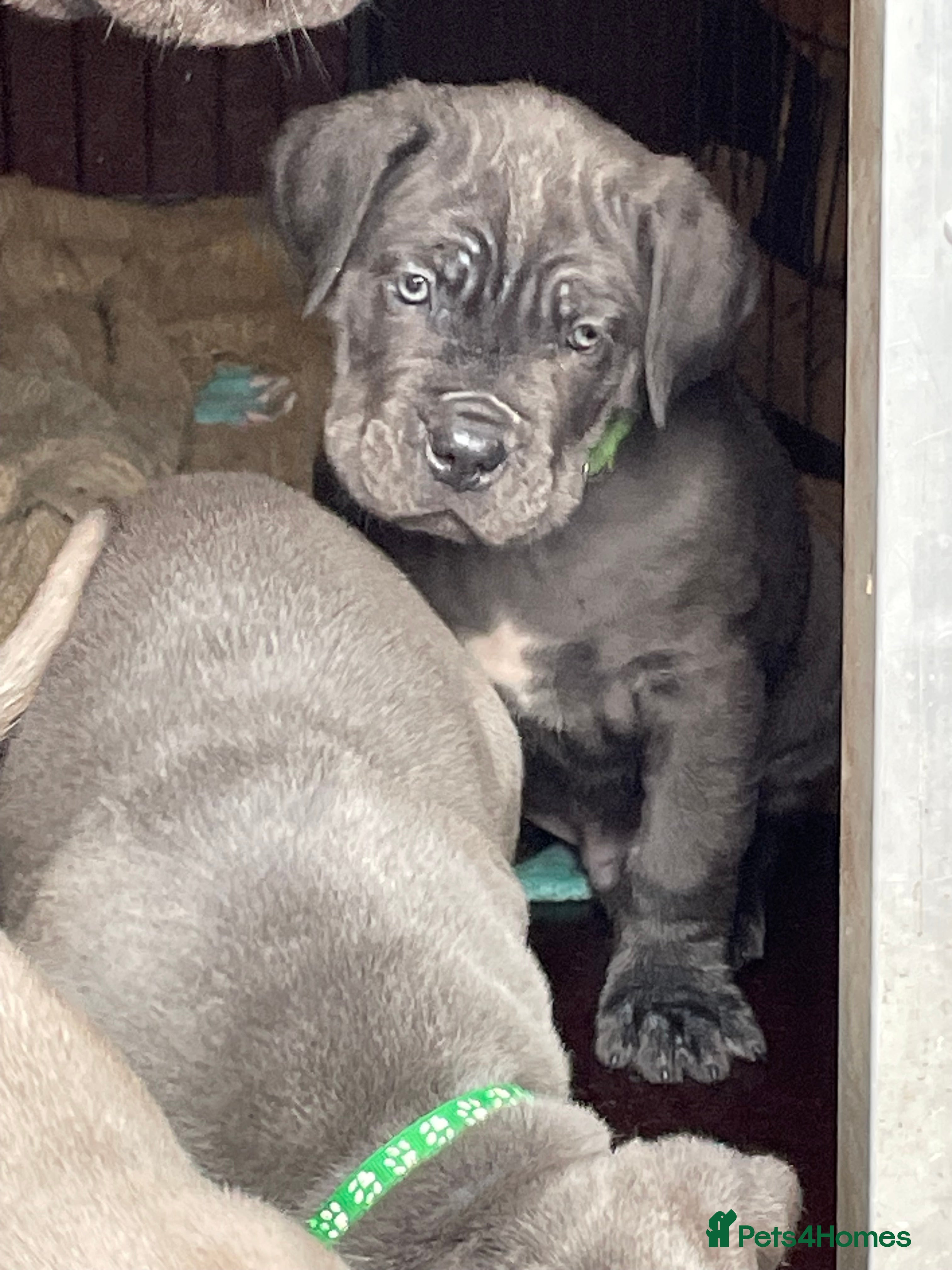 Cane Corso dogs CANE CORSO TOP QUALITY STRAJANO BLOODLINE FERMINTO - Advert 5