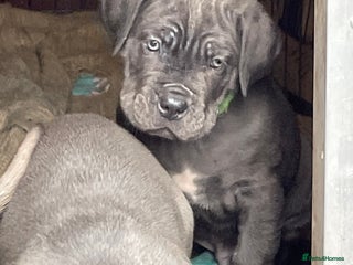 Cane Corso dogs CANE CORSO TOP QUALITY STRAJANO BLOODLINE FERMINTO - Advert 5