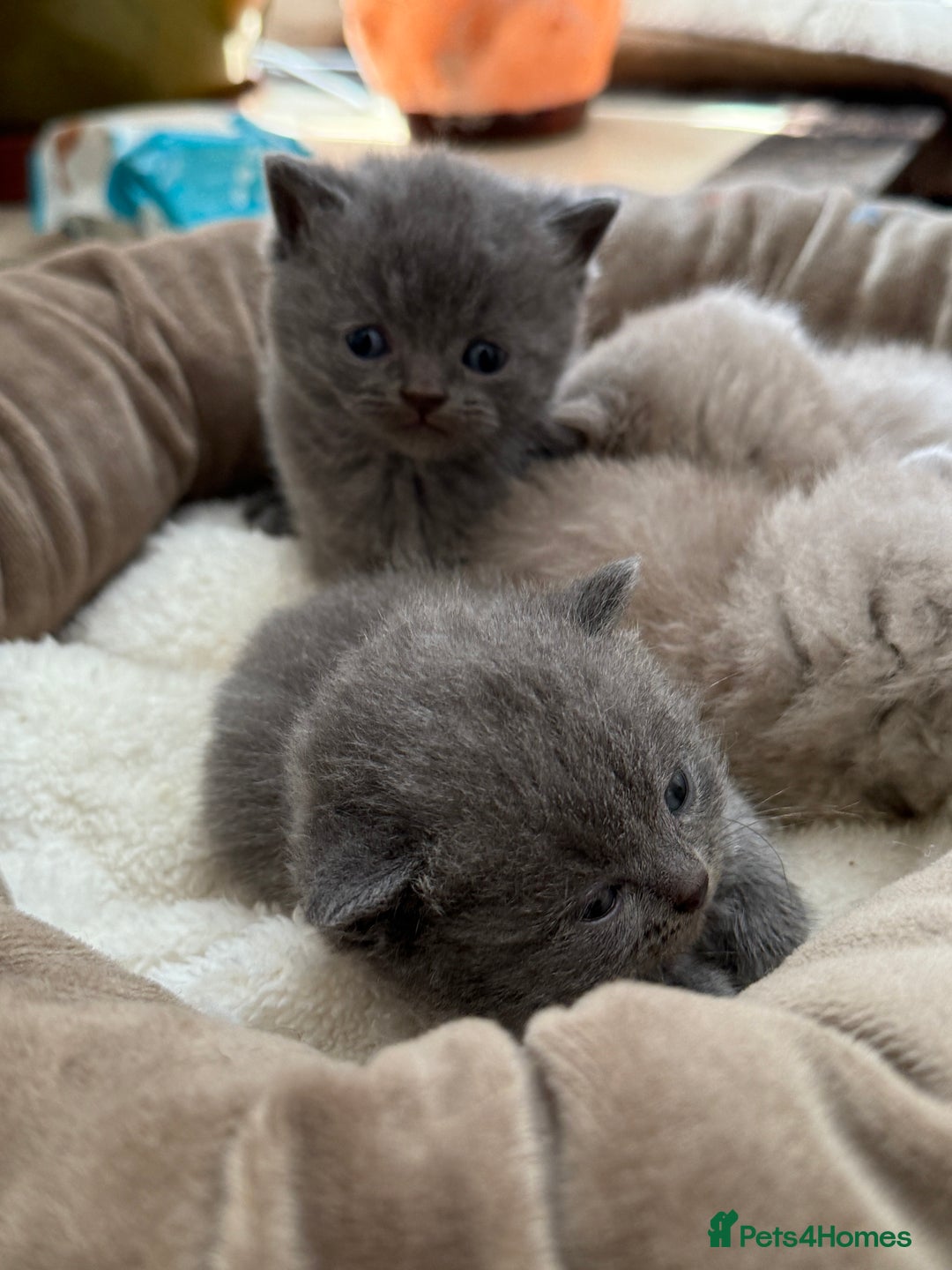 British Shorthair cats for sale: ONLY 4 LEFT! Lilac & Blue Teddyfluff BSH Babies  - Image 7