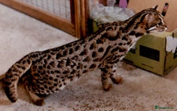 Bengal cats for sale: Bengal X Kittens High % Wild Asian Leopard Cat.  - Image 15
