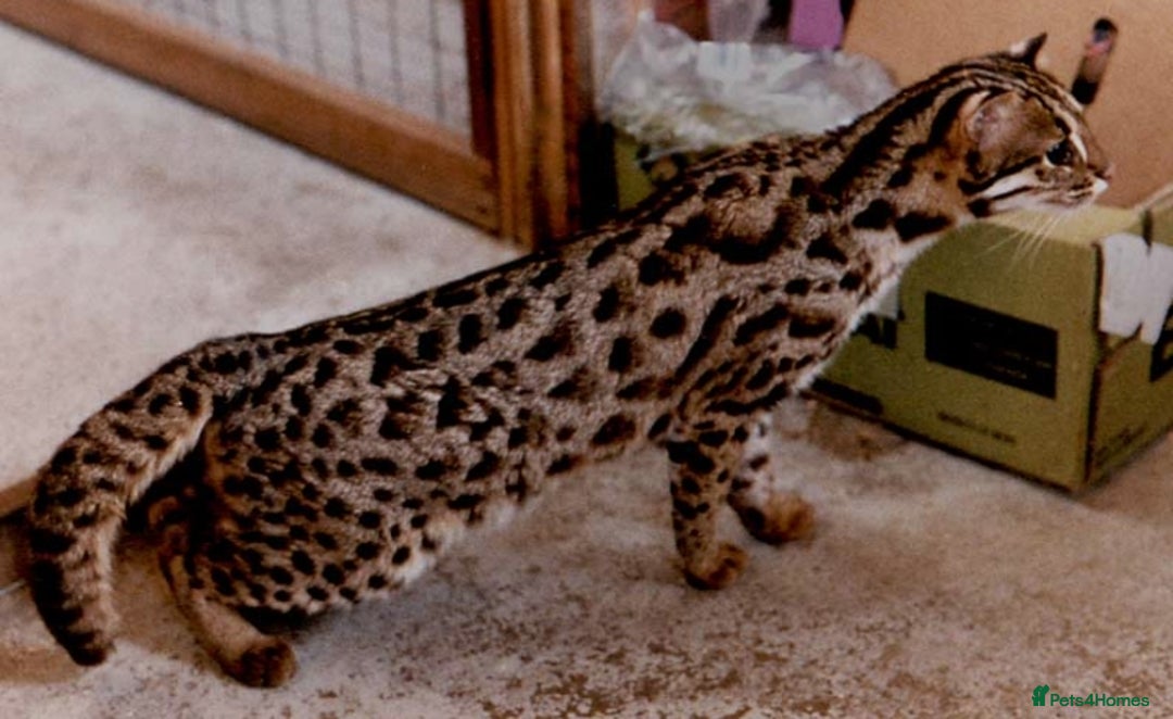 Bengal cats for sale: Bengal X Kittens High % Wild Asian Leopard Cat.  - Image 15
