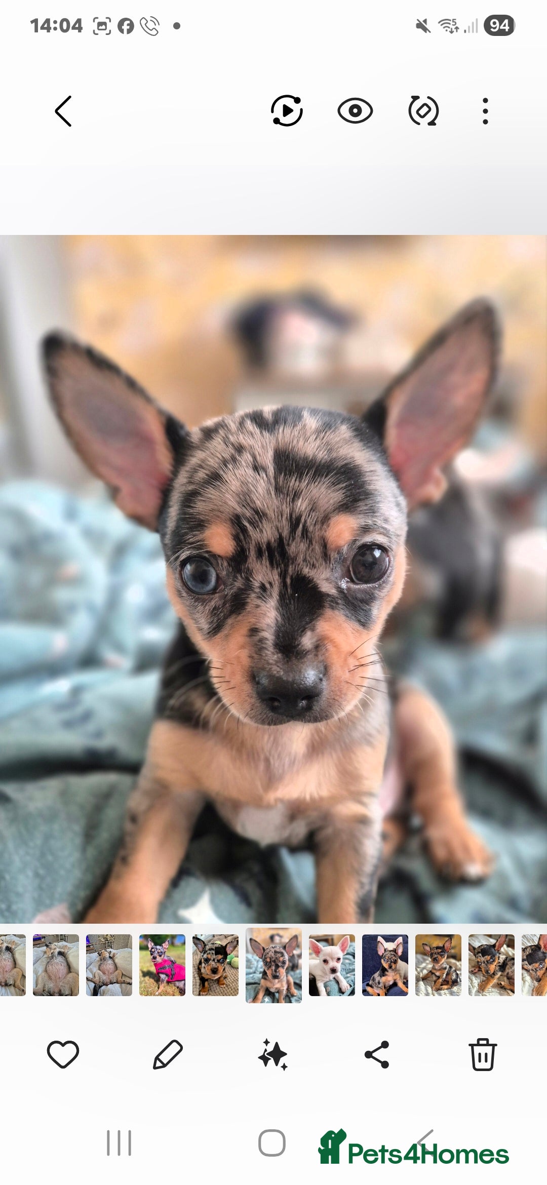 Chihuahua dogs for sale: Merle chihuahua boy - Advert 4