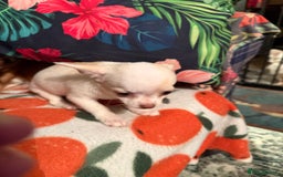 Chihuahua dogs for sale: For sale  - Advert 7