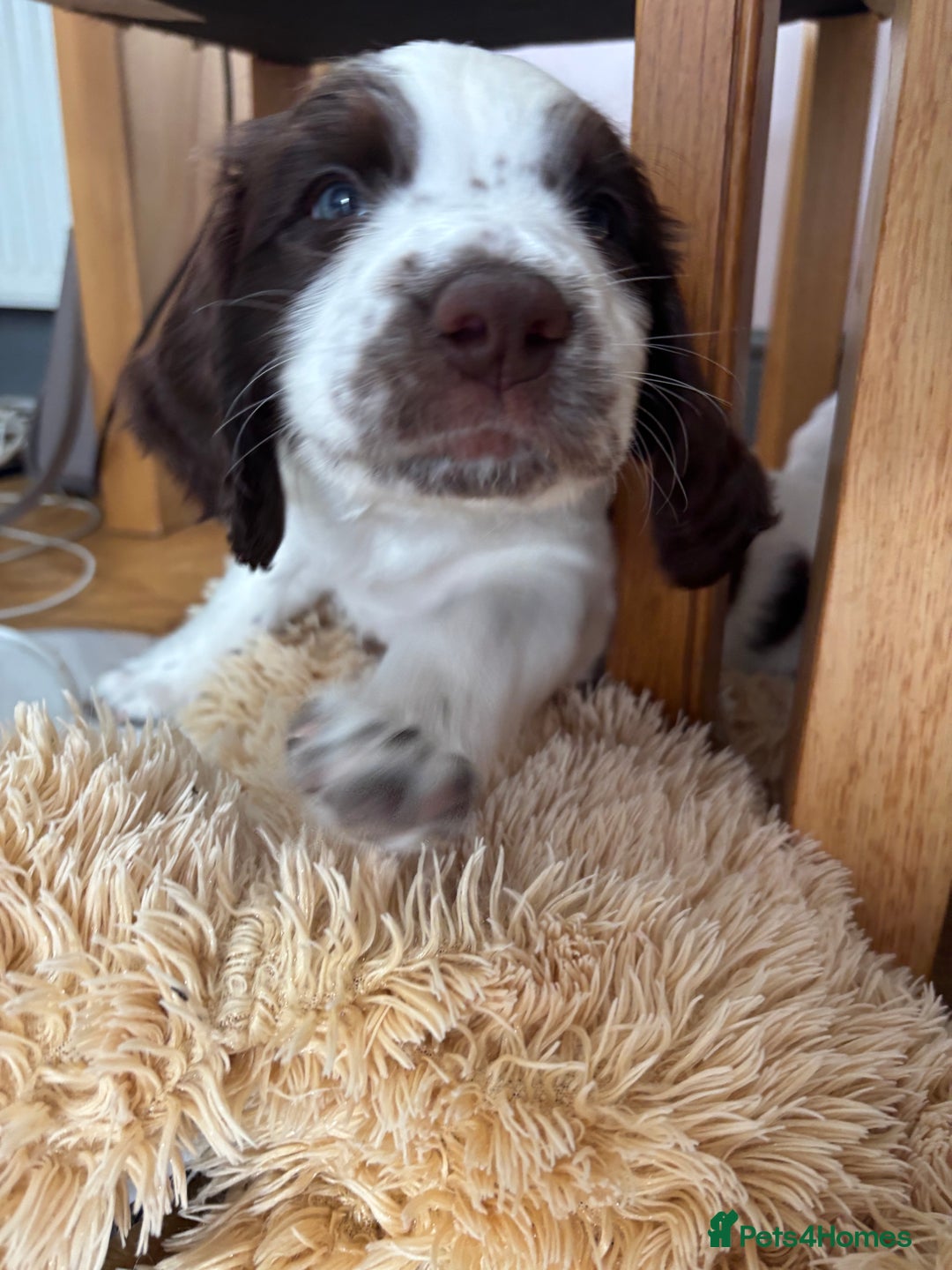 English Springer Spaniel dogs for sale: KENNEL CLUB Pedigree Springer Spaniel Puppies - Image 19