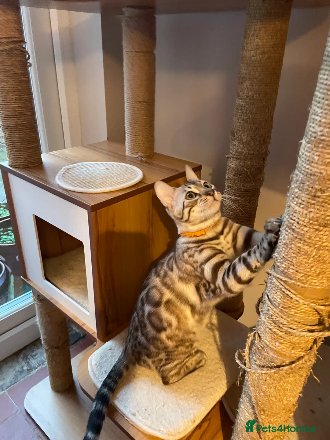 Bengal cats for sale: Outstanding pedigree Bengals - Advert 25