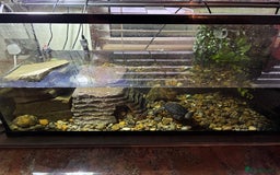Turtle reptiles for sale: Black marsh turtle aged 5 - Advert 4