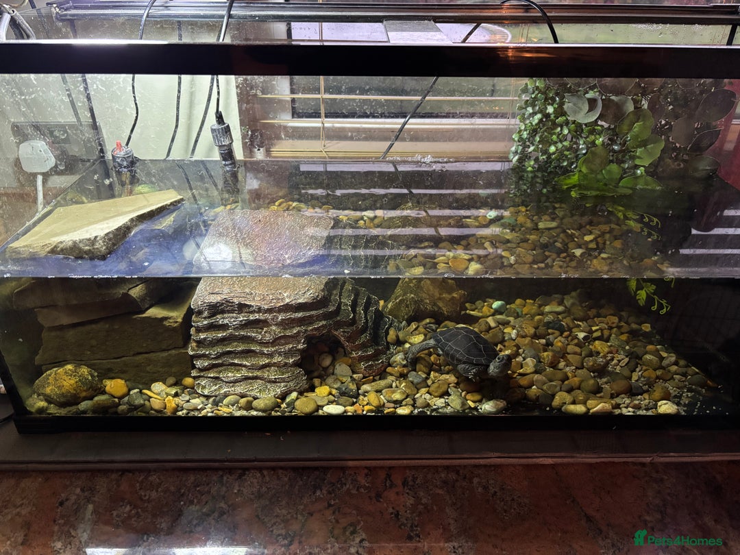 Turtle reptiles for sale: Black marsh turtle aged 5 - Advert 4