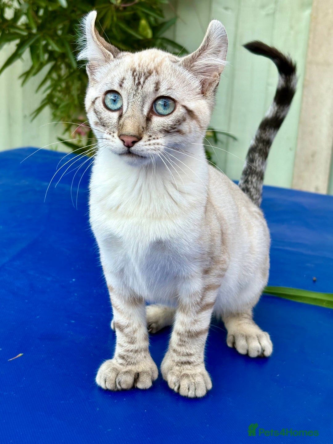 Keetso cats for sale: Wild looking polydactyl curled eared snow leopard  - Image 7