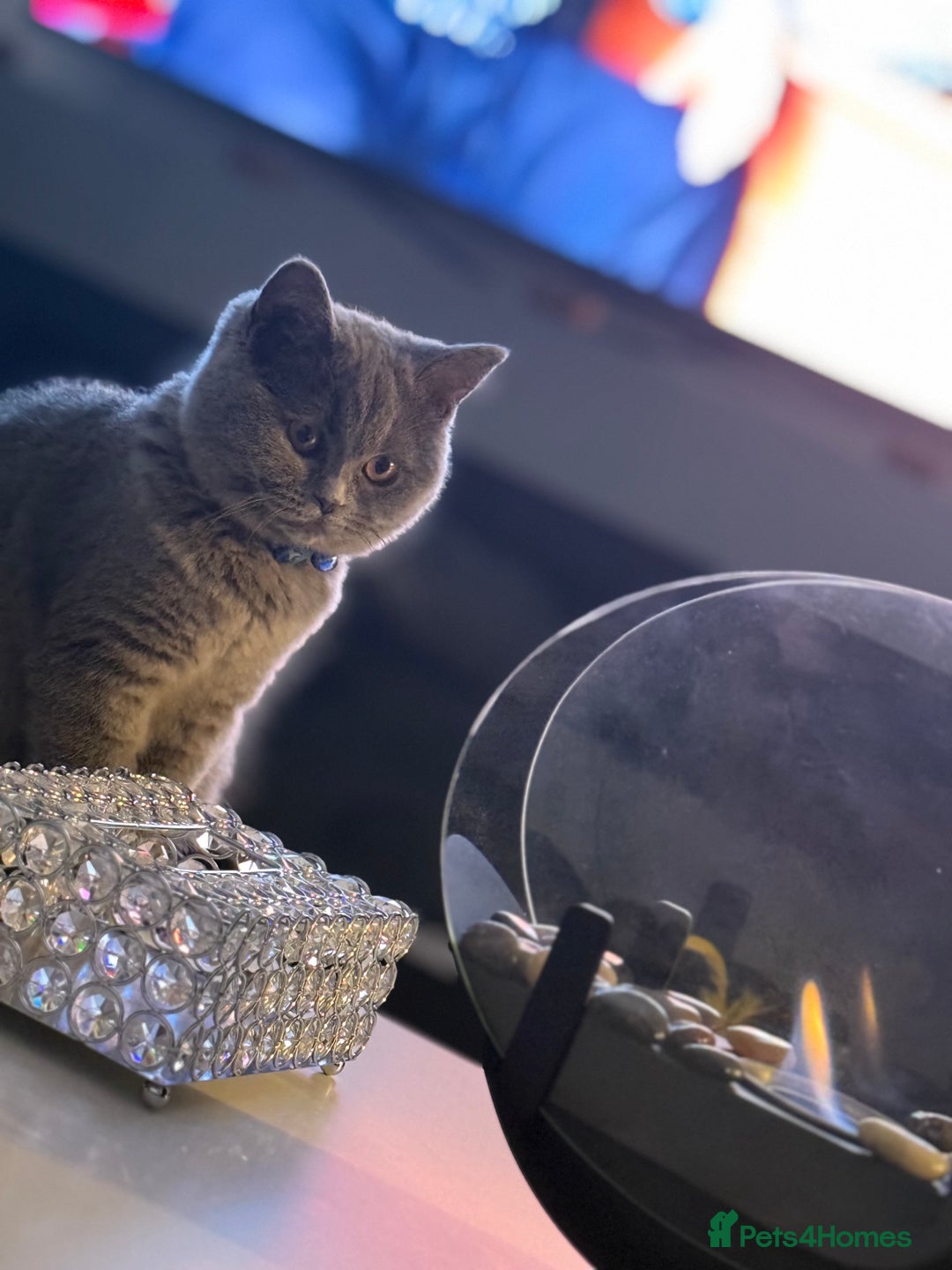 Scottish Fold cats for sale: Scottish fold - Image 7