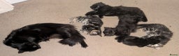 Mixed Breed cats for sale: Kittens  - Advert 1