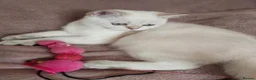 Scottish Fold cats for sale: Pedigree😻SF TICA registered😻kittens😻 - Advert 4