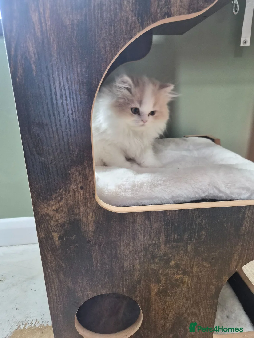 British Longhair cats for sale: Stunning boy - Advert 2