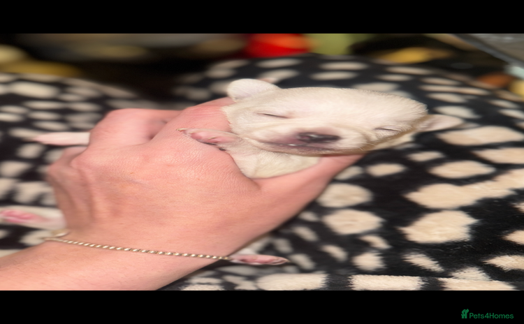 Chihuahua dogs - Advert 8