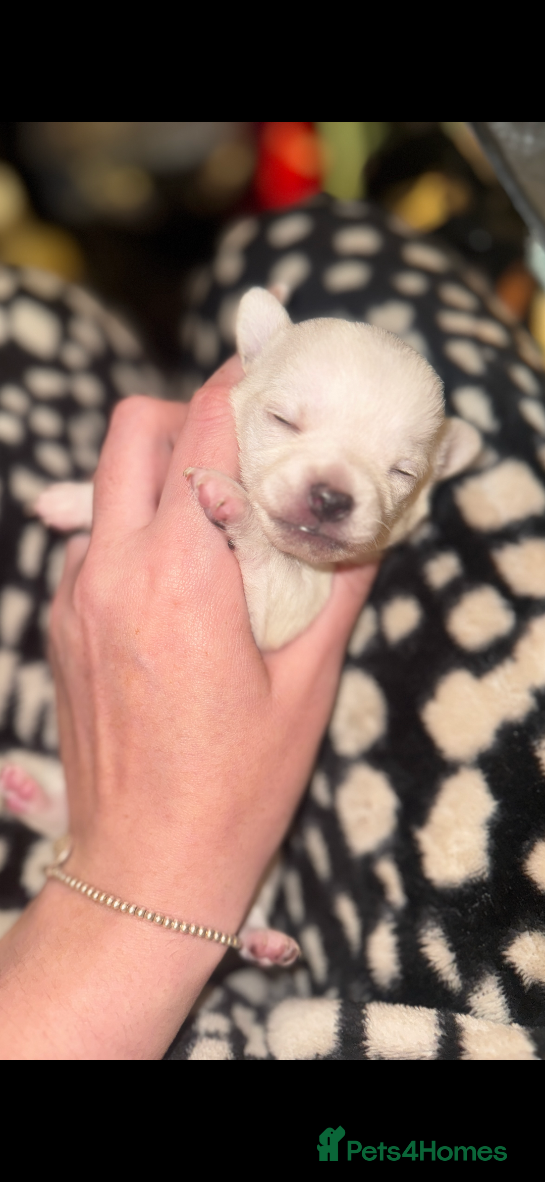 Chihuahua dogs for sale: stunning kc registered chihuahua pups 🫶🏼 - Image 1
