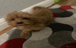 Maltipoo dogs for sale: Toy Maltipoo Ready to go - Advert 19