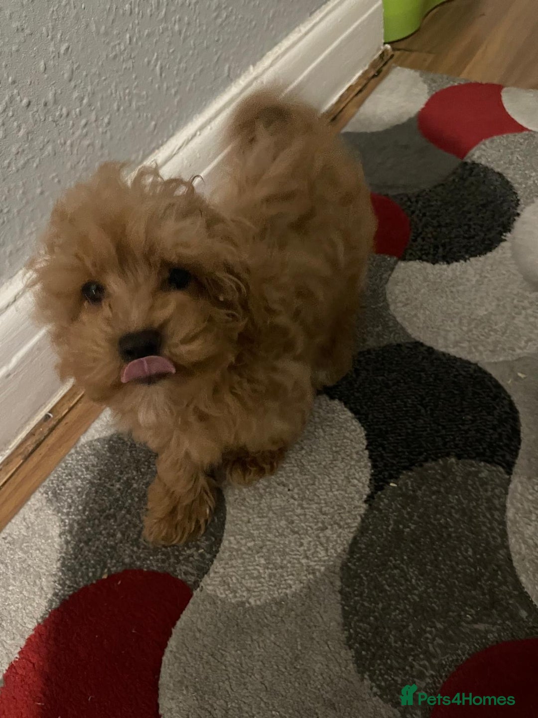 Maltipoo dogs for sale: Toy Maltipoo Ready to go - Advert 19