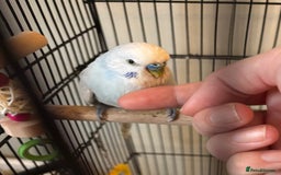 Budgerigars birds for sale: Male Budgies’s  - Advert 1