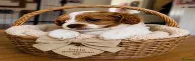 Cavapoo 3