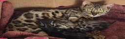 Bengal cats for sale: 🐆 2 BEAUTIFUL TICA BENGAL GIRLS – £1,200 EACH 🐆 - Advert 25