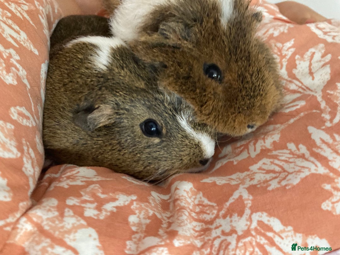 Guinea Pig rodents for sale: Two beautiful female Guineapigs Teddy and agouti - Image 3