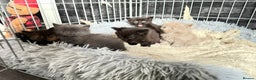 Mixed Breed cats for sale: 5 kittens  - Advert 9