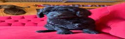 Bernedoodle dogs for sale: Ultra Bernedoodle 75% Bernese 25% Poodle - Advert 10