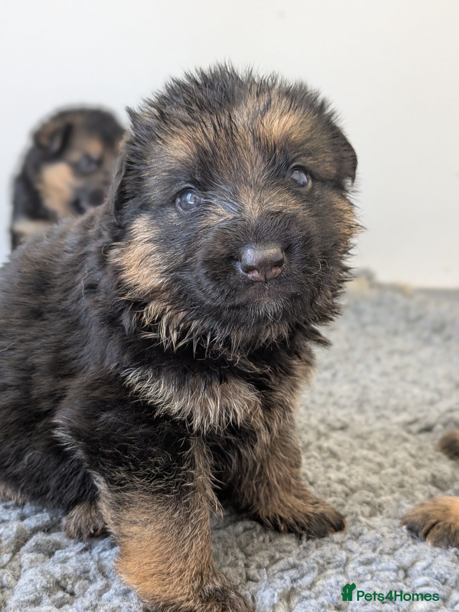 German Shepherd dogs Champion Show-Line KC Pups, Health Tested Parents - Advert 2
